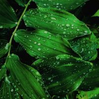 close-up-photo-of-water-drops-on-leaves-2473990 (1)